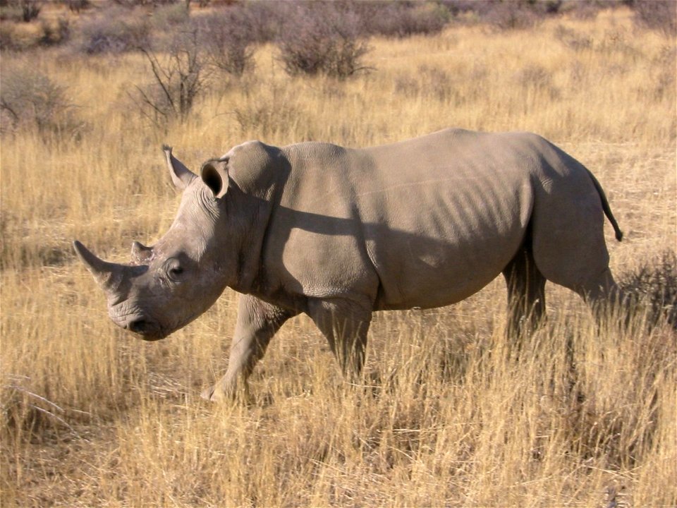 Nashorn aus Namibia