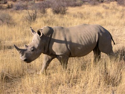 Nashorn aus Namibia