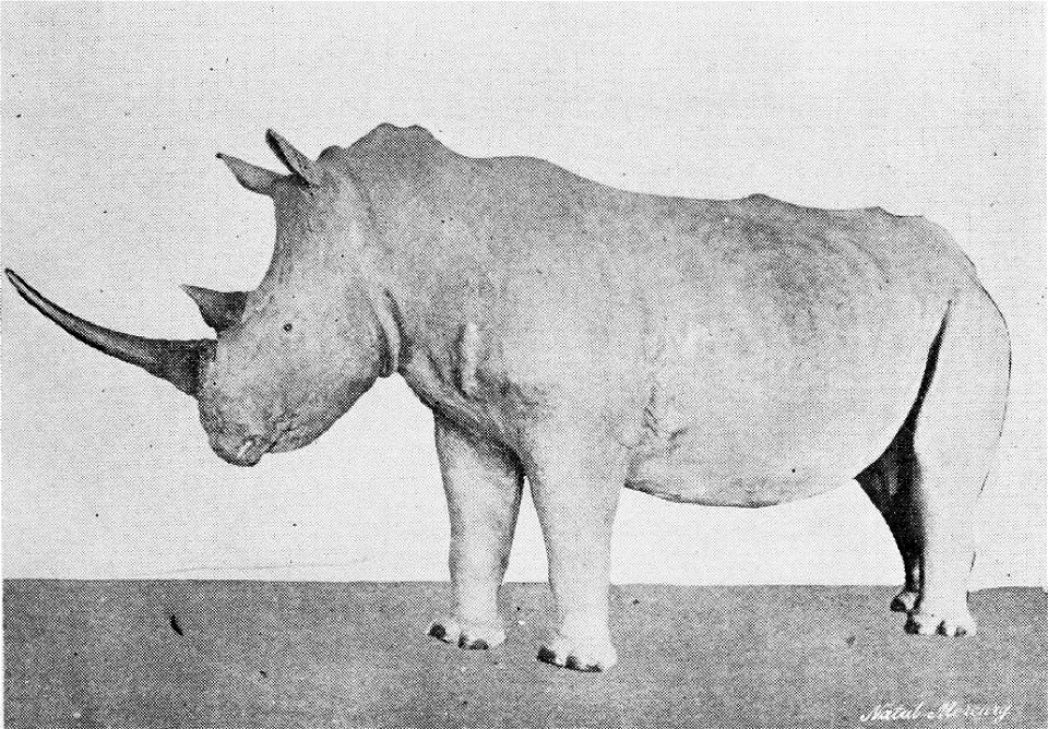 White Rhinoceros (female) from Zululand, presented to the Durban Museum by William A. Campbell, Esq. The horn measures 28.75 in. along the curve.