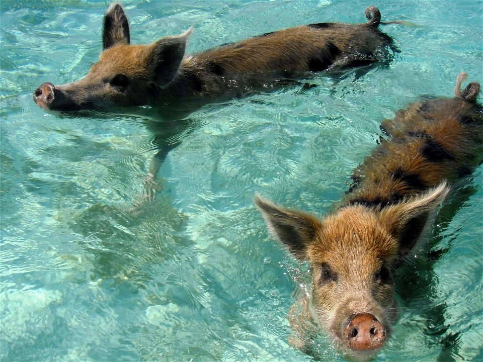 Warm welcoming from the pigs at Pig Island. photo