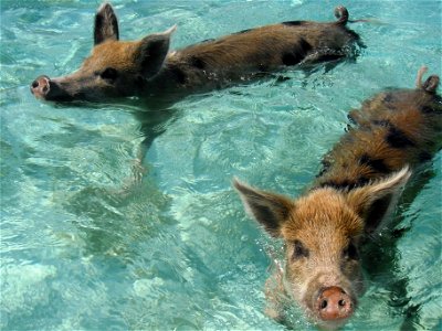 Warm welcoming from the pigs at Pig Island.
