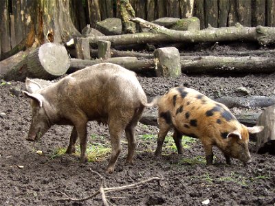 Rückzüchtung des sogenannten Düppeler Weideschweines im AFM Oerlinghausen photo