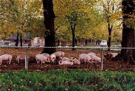 Rond 1990 liepen op de Grote Bottel de varkens nog vrij rond. photo