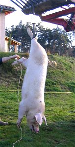 cochon pendu lors de la tuaille en Ardeche photo