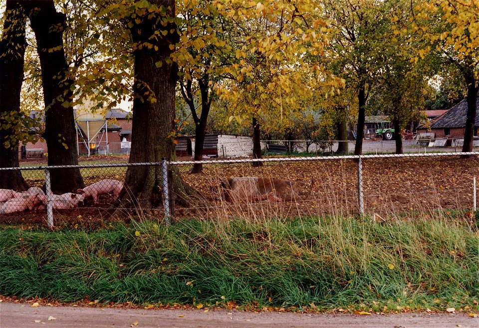 Varkens in de wei rond 1990 nabij de Grote Bottel in de St. Jozefparochie in Deurne. photo
