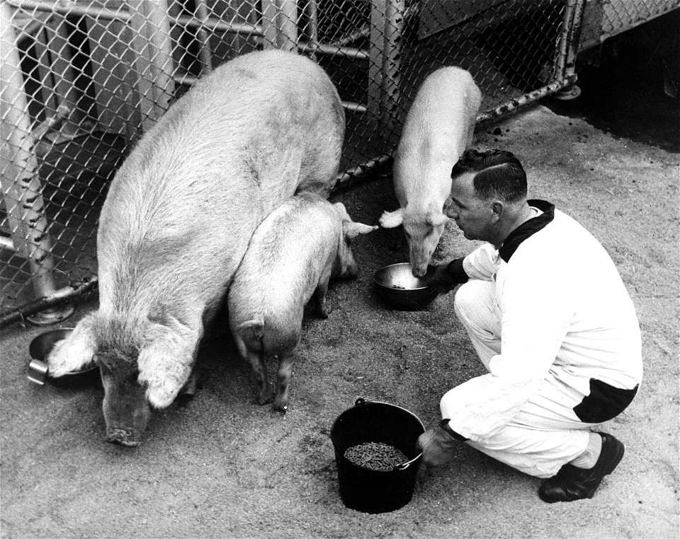A Palouse Swine and two Hanford Miniatures are being fed at the Pacific Northwest Laboratory's animal quarters near Richland, Washington.