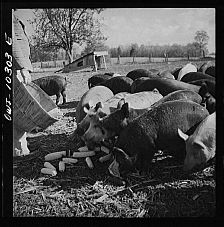 Montgomery County, Maryland. Farmers feeding his pigs