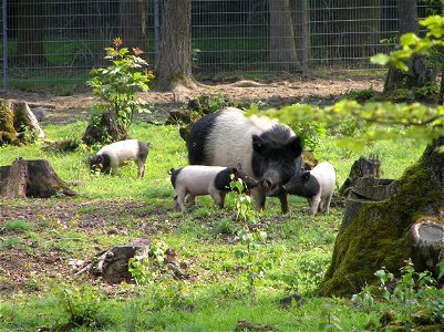 Alte Schweinerasse im Hessenpark bei der Waldweide photo