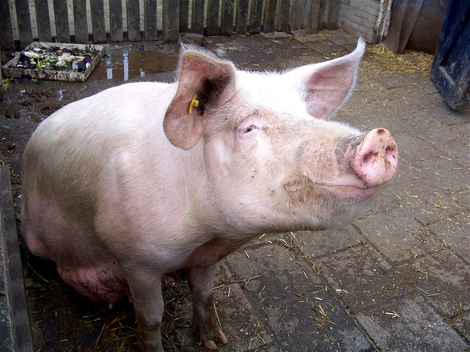 A pig