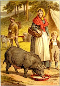 Illustration of the sow drinking the leftover milk while Elizabeth and Franz watch in the near background, and the father and one of the dogs watch from farther away. photo