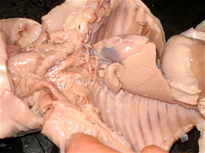 Dissected fetal pig, showing the thoracic cavity, including the rib cage, the heart in the pericardium, the lungs, the diaphragm, part of the liver, and all those organs under the neck. photo