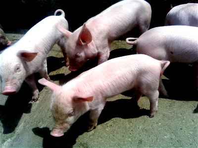Image title: Little pigs Image from Public domain images website, http://www.public-domain-image.com/full-image/fauna-animals-public-domain-images-pictures/pigs-public-domain-images-pictures/little-pi photo
