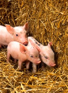 Piglets, baby pigs photo