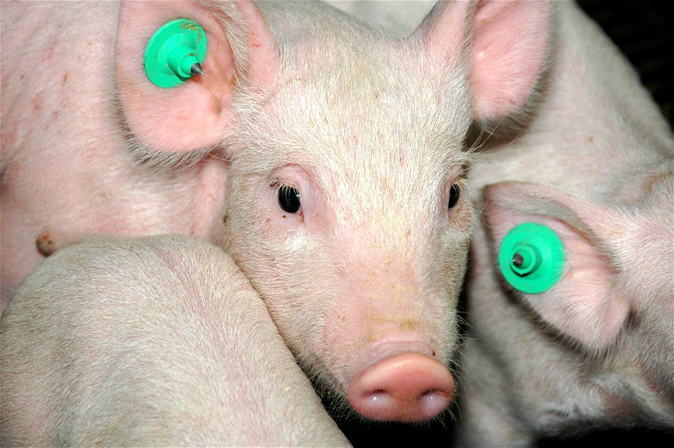 Piglets in a pigpen
