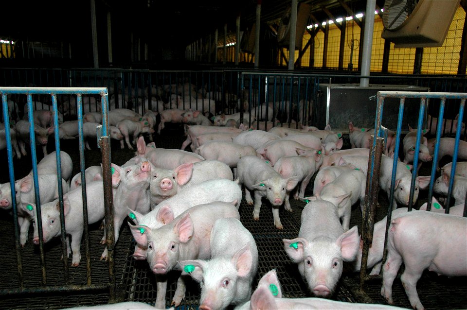 Piglets in a pigpen