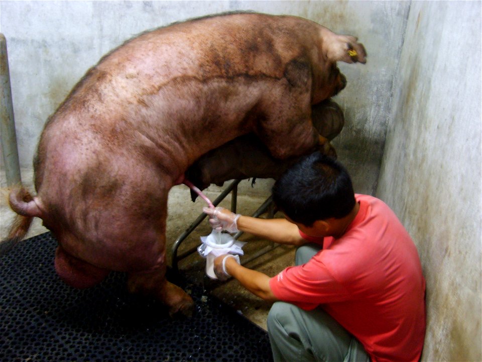 A man is collecting semen from a boar.