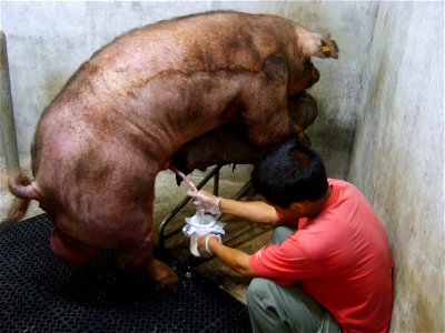 A man is collecting semen from a boar. photo