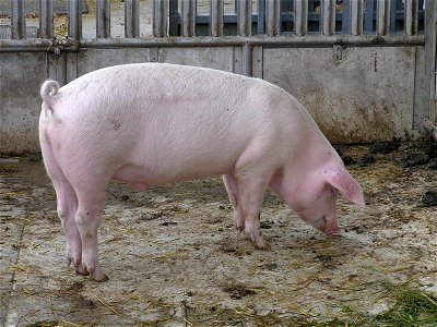 A domestic pig on an organic farm in Solothurn, Switzerland. On this farm two to three piglets are raised at a time. The pigs are fed cooked potatoes, amongst other things. They are out in the fresh a