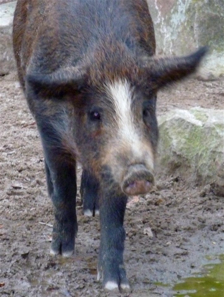 2009 wurden im Heidelberger Zoo drei Ferkel aufgezogen, zwei davon Iberico-Mischlinge, das dritte eine Kreuzung aus Wildschwein und Wollsau