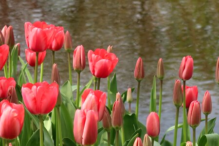 Tulpenbol bulb pink