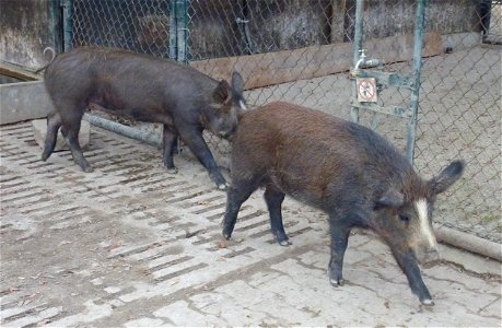 2009 wurden im Heidelberger Zoo drei Ferkel aufgezogen, zwei davon Iberico-Mischlinge, das dritte eine Kreuzung aus Wildschwein und Wollsau photo