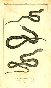 English:  
1. The Common European adder (Vipera berus berus)
2. The Jararaca (Bothropoides jararaca)

3. The Sahara sand viper (Cerastes vipera)Français :  
1. La Vipère commu