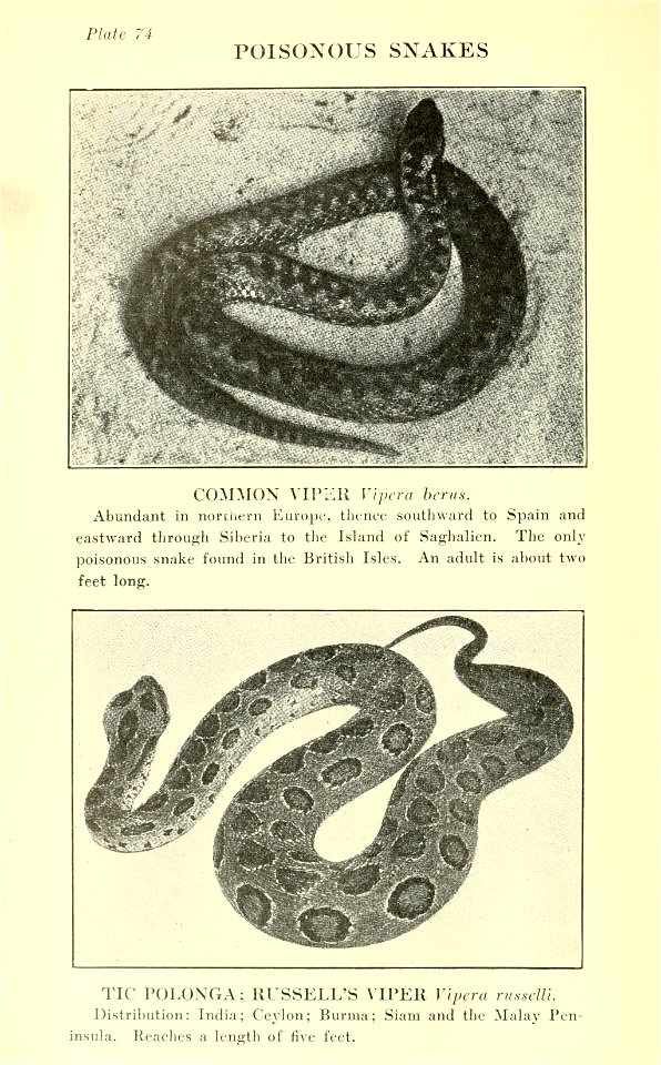 Reptiles of the world : tortoises and turtles, crocodilians, lizards and snakes of the eastern and western hemispheres / by Raymond L. Ditmars.