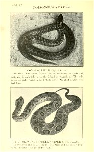 Reptiles of the world : tortoises and turtles, crocodilians, lizards and snakes of the eastern and western hemispheres / by Raymond L. Ditmars.
