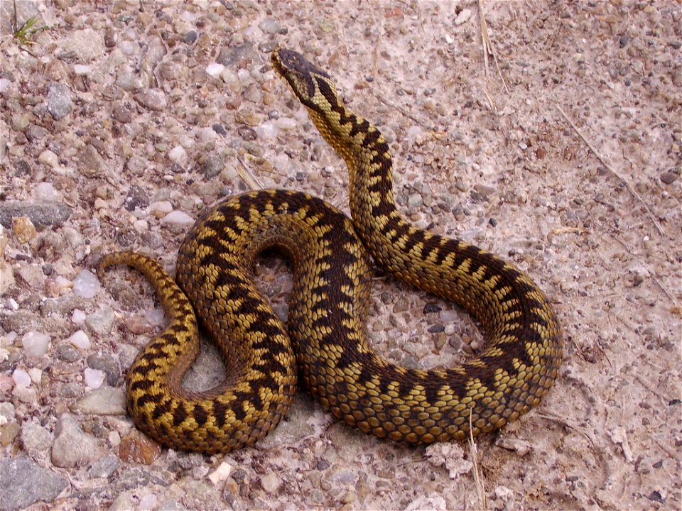 Adult female adder (Vipera berus) taken by Loch Shin, Sutherland, Scotland.  Rather than slither silently away after being disturbed basking in the sun this individual chose to pose for a photograph!