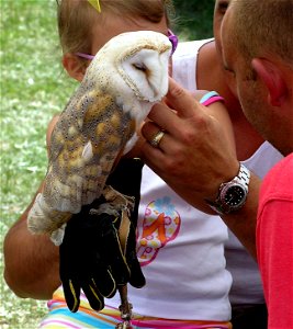 Barn Owl Tyto alba (named "Shadow", female) seen in Bristol, England. Photographed by Adrian Pingstone in June 2004 and placed in the public domain. photo