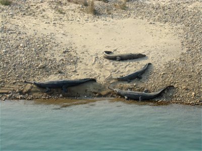Gharials in the Karnali river, Nepal, with a Mugger crocodile at the back