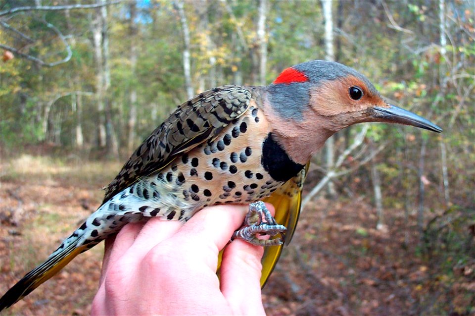 : Yellow-shafted Flicker.