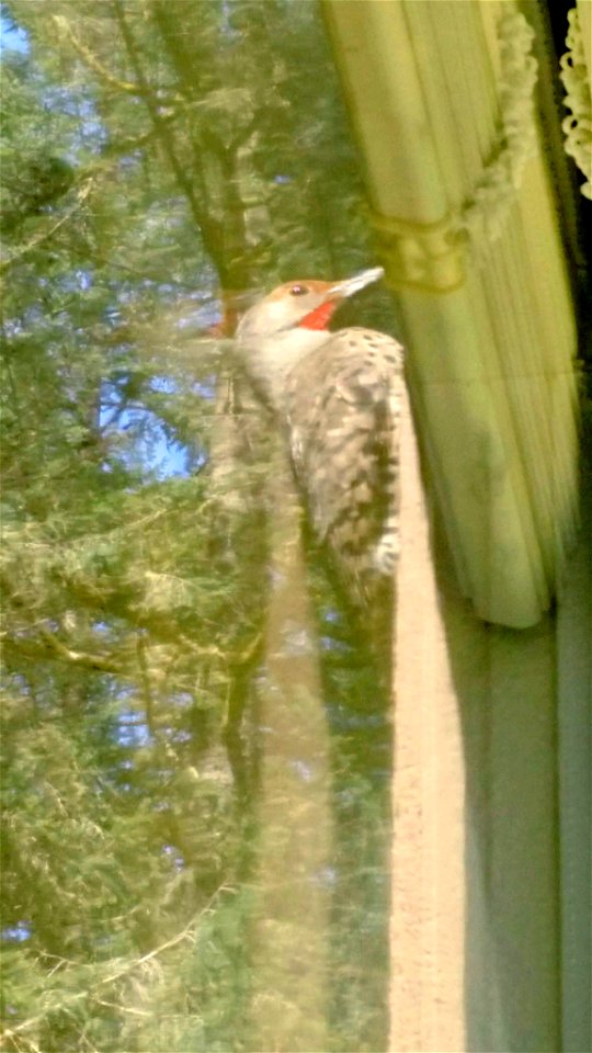 Flicker (Colaptes auratus) in Olympic National Forest in September