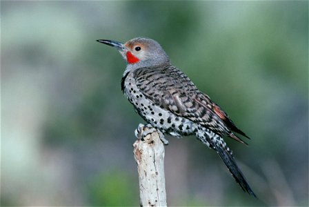Close view of flicker sitting on end of dead branch in Lake County, Deschutes National Forest, Oregon photo
