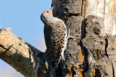 Though they can climb tree trunks and hammer on wood like other woodpeckers as seen here, Northern Flickers prefer to find food on the ground. Credit: USFWS / Ann and Tony Hough, National Elk Refuge photo