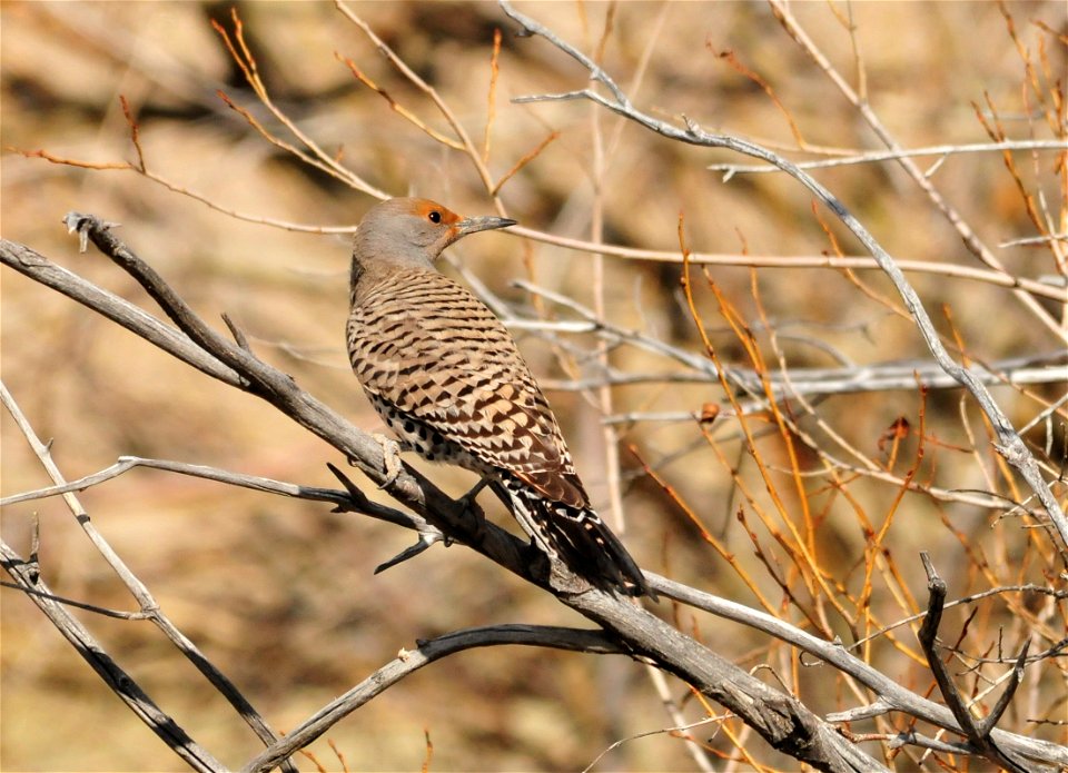 A female Northern (red-shafted) flicker on Seedskadee National Wildlife Refuge.  Photo: Tom Koerner/USFWS
