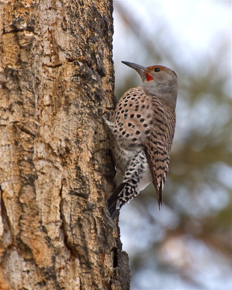 The northern flicker is the most common woodpecker species on Lee Metcalf NWR, seen here at the Wildlife Viewing Area of the refuge. 

Credit: David L. Buck
