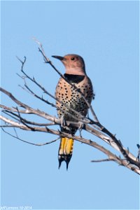 When you think of woodpeckers you might think of tree trunks. But Northern Flickers are woodpeckers who also spend a lot of time on the ground searching for their main diet of beetles & ants. You 