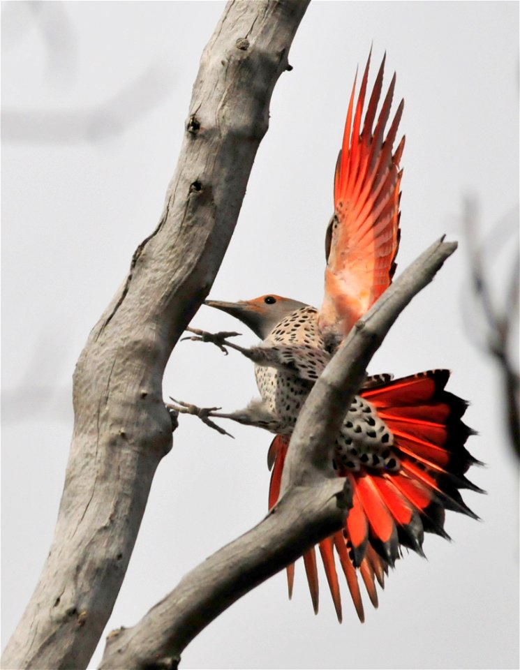 A female Northern (red-shafted) flicker on Seedskadee National Wildlife Refuge.  Photo: Tom Koerner/USFWS
