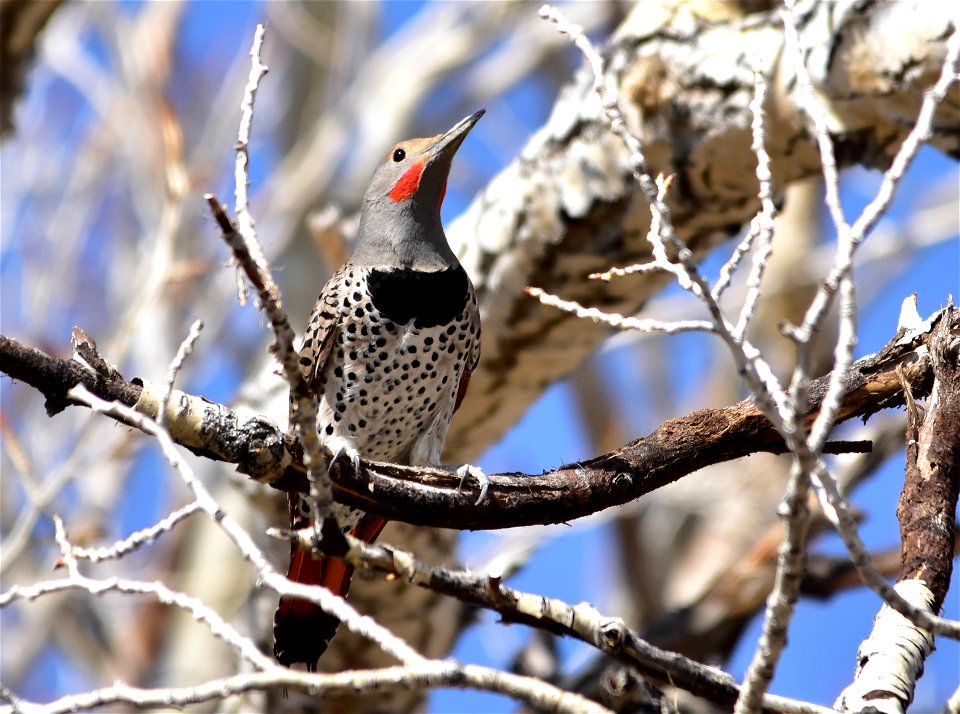 Photo: Tom Koerner/USFWS