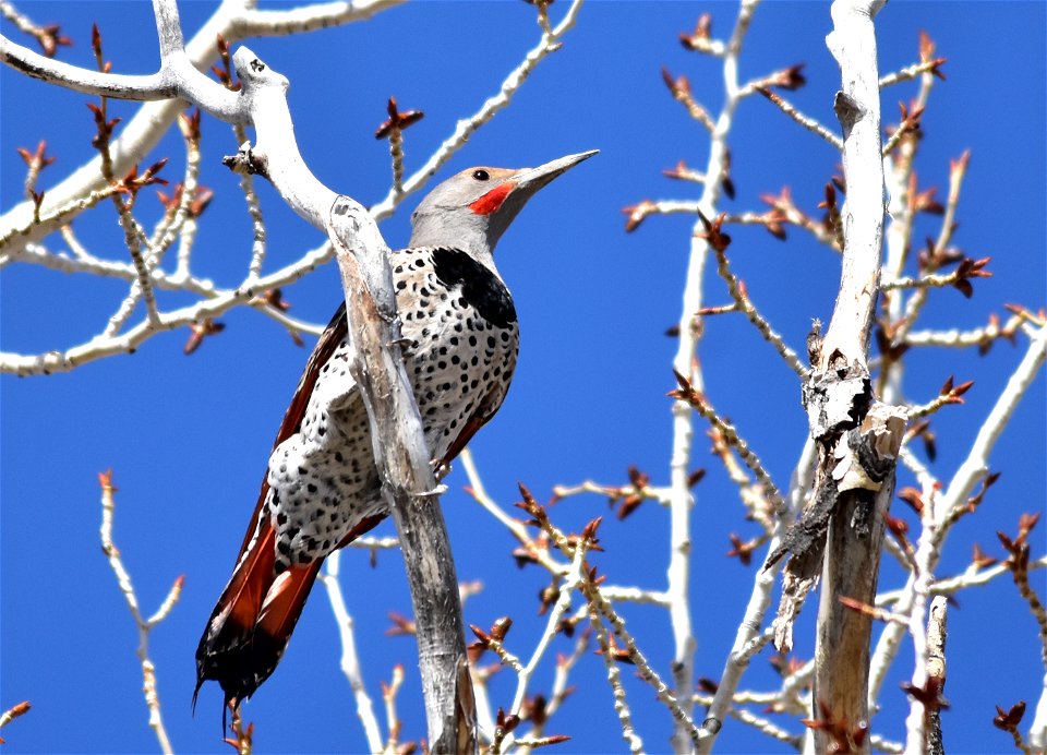 A male red-shafted Northern flicker on Seedskadee National Wildlife Refuge.  Photo: Tom Koerner/USFWS