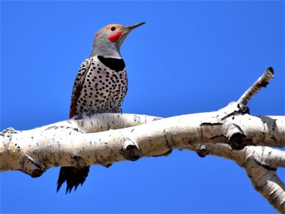 A male red-shafted Northern flicker pauses very briefly at Seedskadee National Wildlife Refuge.  

Photo: Tom Koerner/USFWS