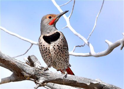 A male red shafted Northern flicker on Seedskadee National Wildlife Refuge. Photo: Tom Koerner/USFWS photo