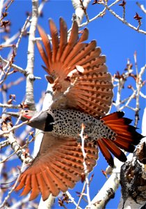 A male red-shafted Northern flicker on Seedskadee National Wildlife Refuge. Photo: Tom Koerner/USFWS photo