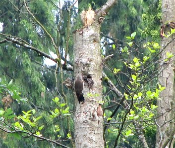 Red-shafted Northern Flicker feeding a chick at the nest hole entrance.