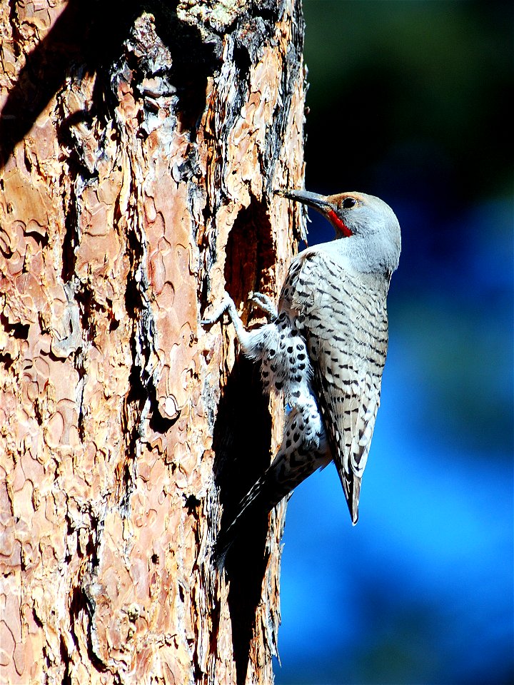 Colaptes auratus, Nature Trail, Bandelier National Monument, New Mexico, USA.