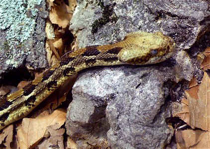 Timber rattlesnake (Crotalus horridus)