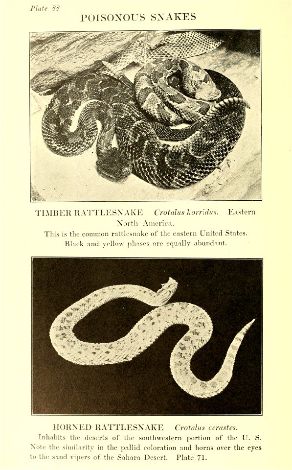 Reptiles of the world : tortoises and turtles, crocodilians, lizards and snakes of the eastern and western hemispheres / by Raymond L. Ditmars.