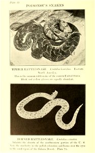 Reptiles of the world : tortoises and turtles, crocodilians, lizards and snakes of the eastern and western hemispheres / by Raymond L. Ditmars.