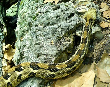 Timber rattlesnake (Crotalus horridus)